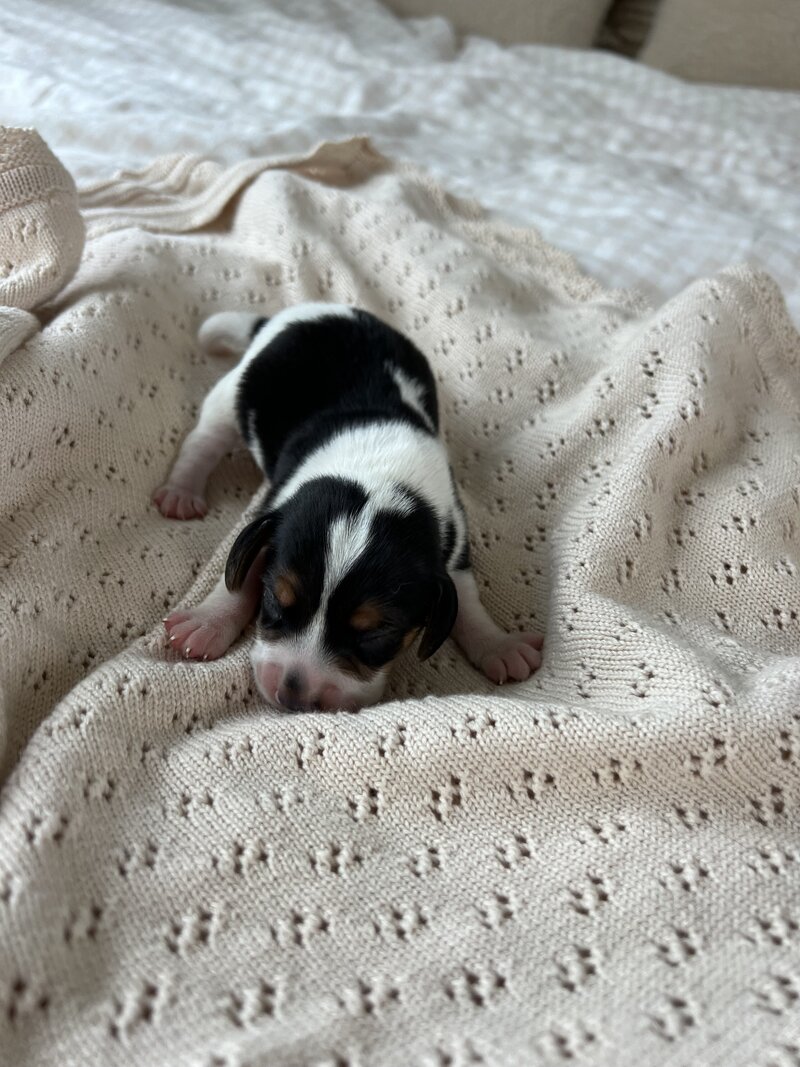 Pocket Beagle Puppies For Sale