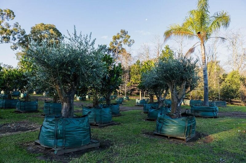 Olive Tree - 'FRANTOIO' - Go Green Nurseries