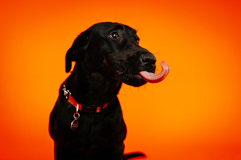 Pet Photography-2