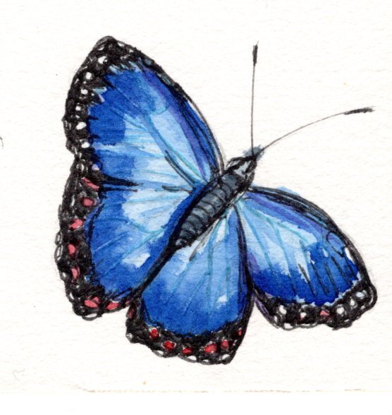 kd gregory fine art - butterfly study 2