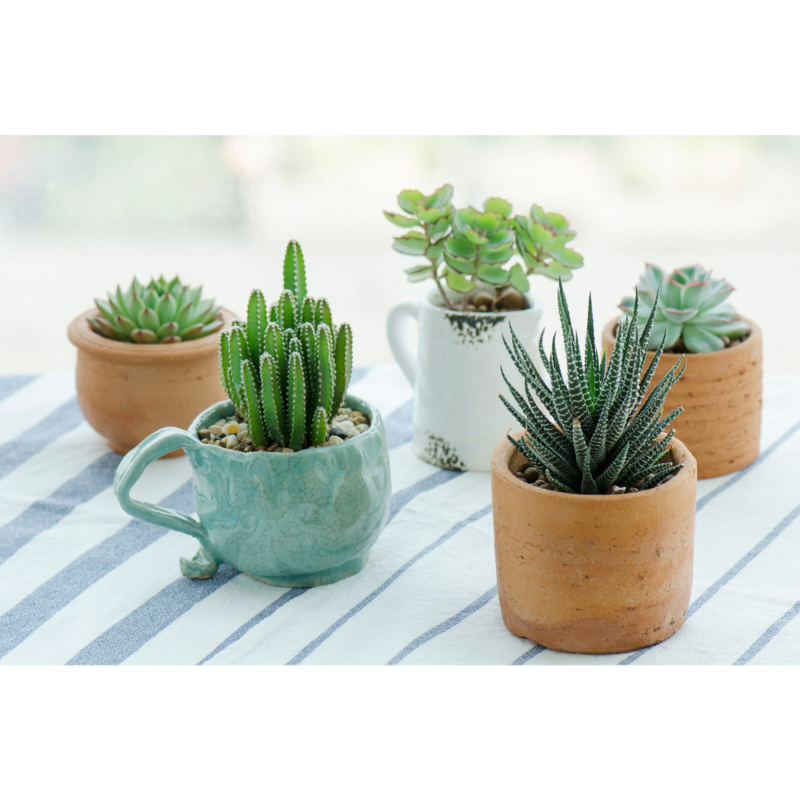 Potted succulents and cacti sitting on a tablecloth.