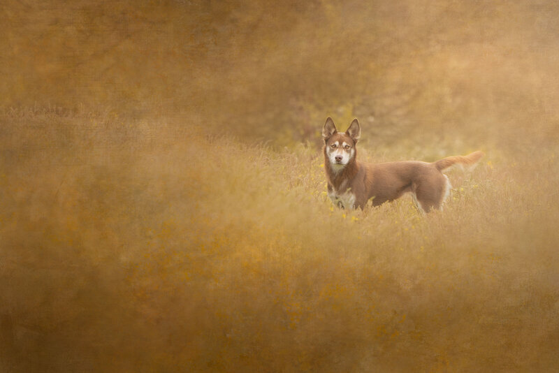 A dog standing the field