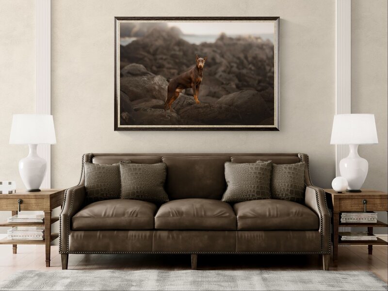 maine doberman on coastal rocks