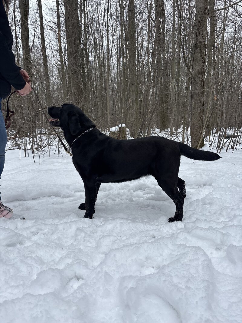 Black Lab female from AKC bloodlines in Michigan.