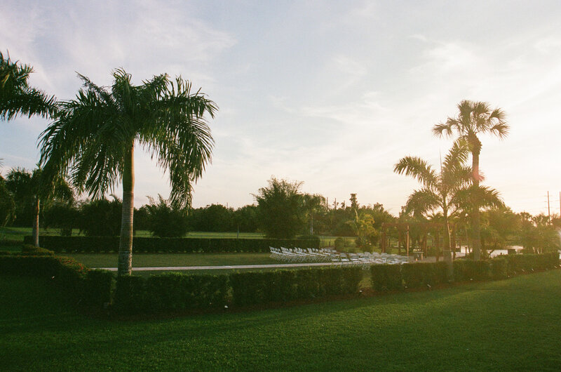 film photo of palm trees