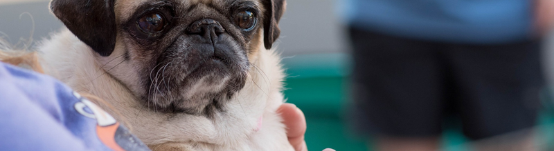 The 9-Minute Rule for Foster - Lakeshore Paws thumbnail