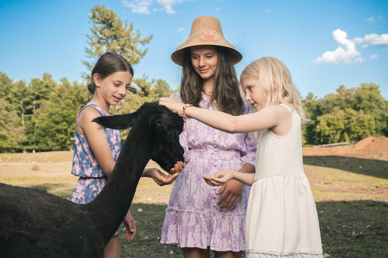 Three sisters feeding an alpaca on a boston farm