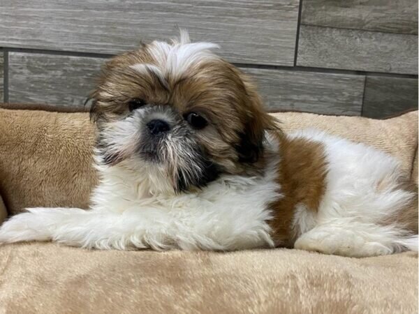 AUSSIEDOODLE