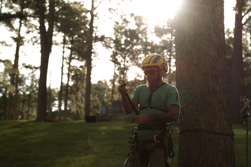 Climbing arborist from Tree Wise Men safely removing hazardous pine tree in Central City, South Dakota, following ANSI and TCIA best practices.