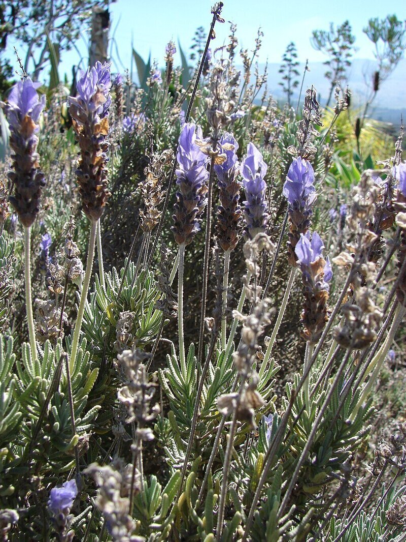 Lavandula dentata | French Lavender