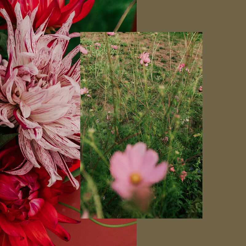 UNROOTED BLOOMS - ABBOTSFORD GRAPHIC DESIGNER MEGAN ASHLEY CREATIVE