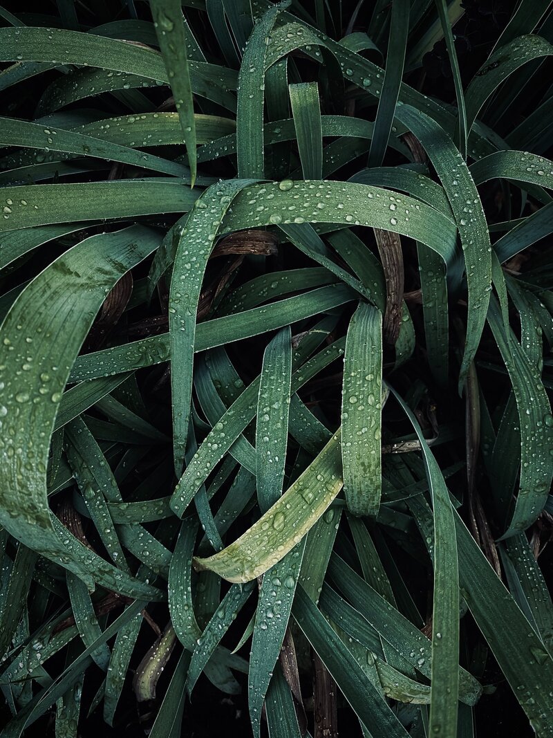 Grass after rain