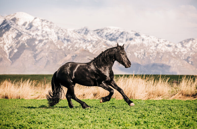 Stallions (4)
