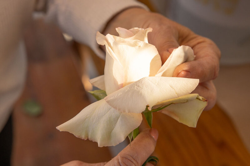 Hands delicately holding a single white rose