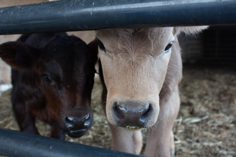 Calfs on farm
