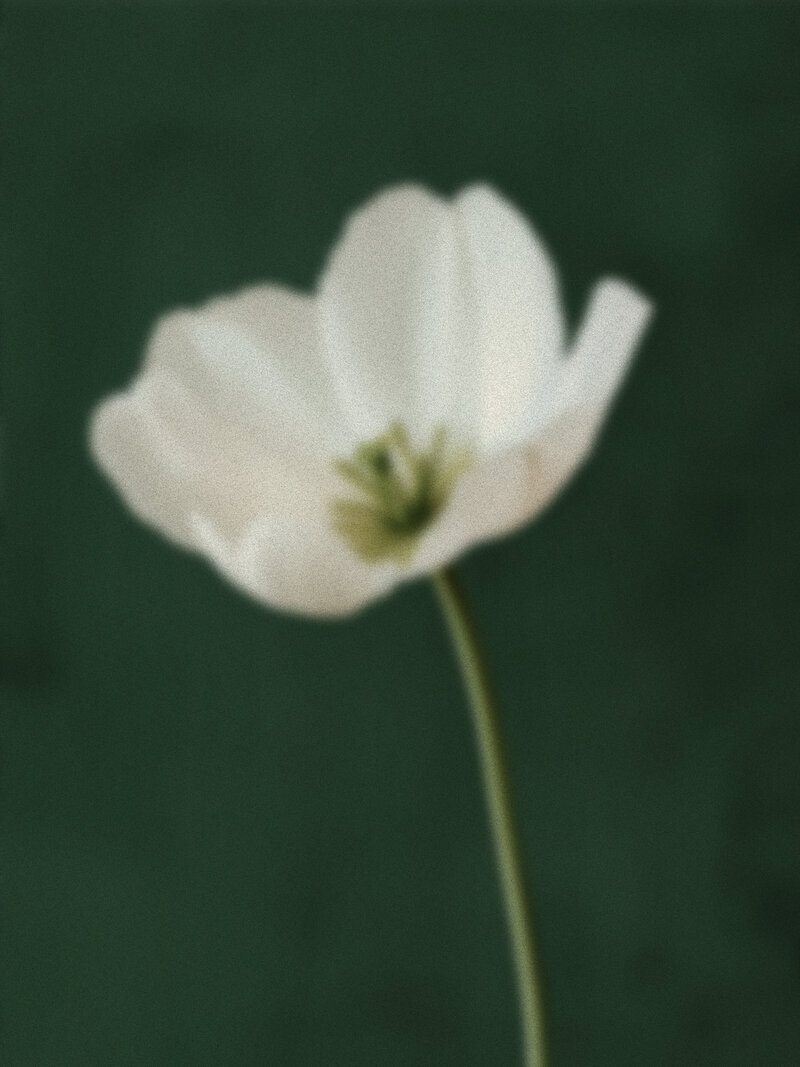Grainy Floral Blooms