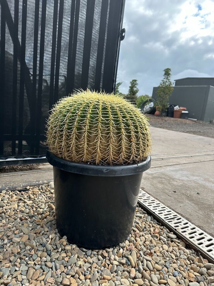 Echinocactus Grusonii | Golden Barrel Cactus