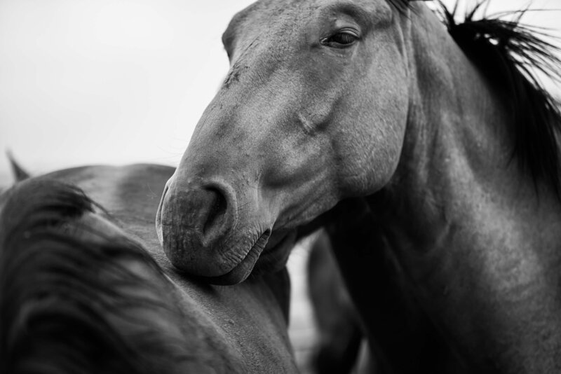 two horses