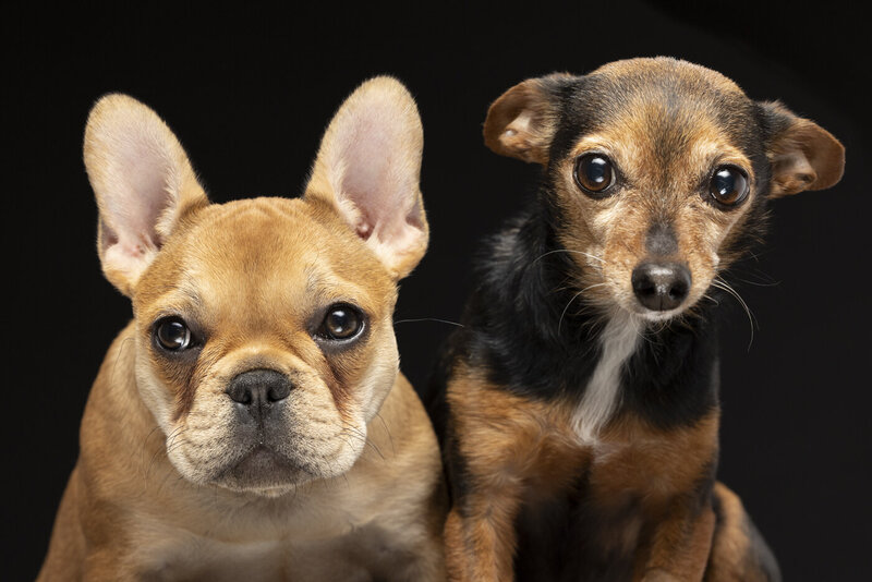 2024Bend_Oregon_Pet_Portrait_Photograhy-5809