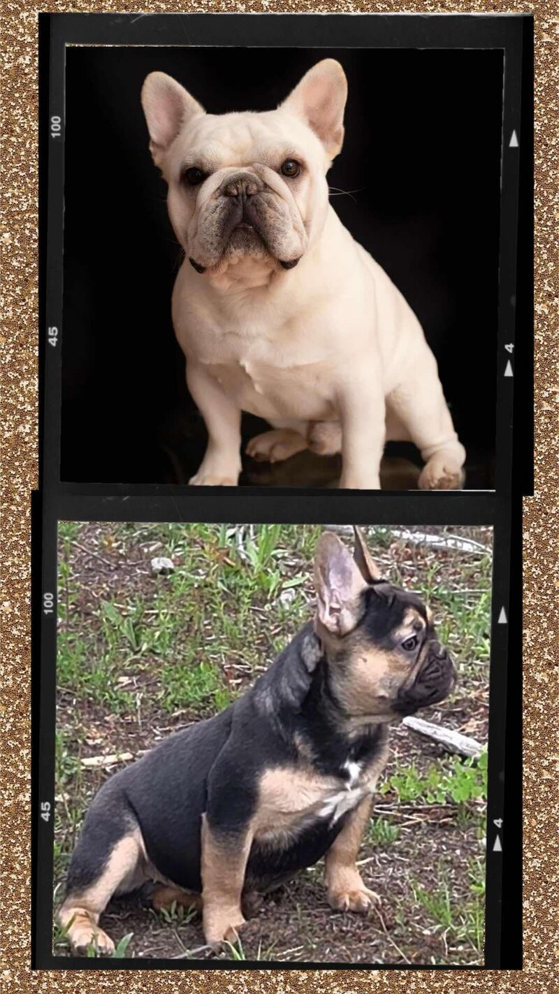 Brown and Tan french bulldog smiling for the camera