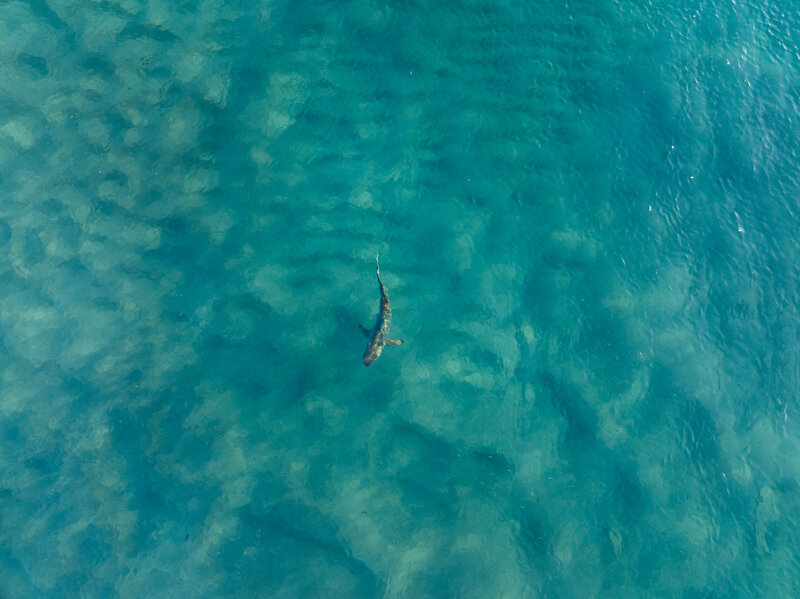 DJI_0863