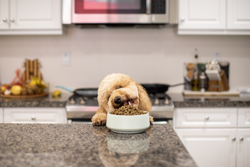 professional dog food photography
