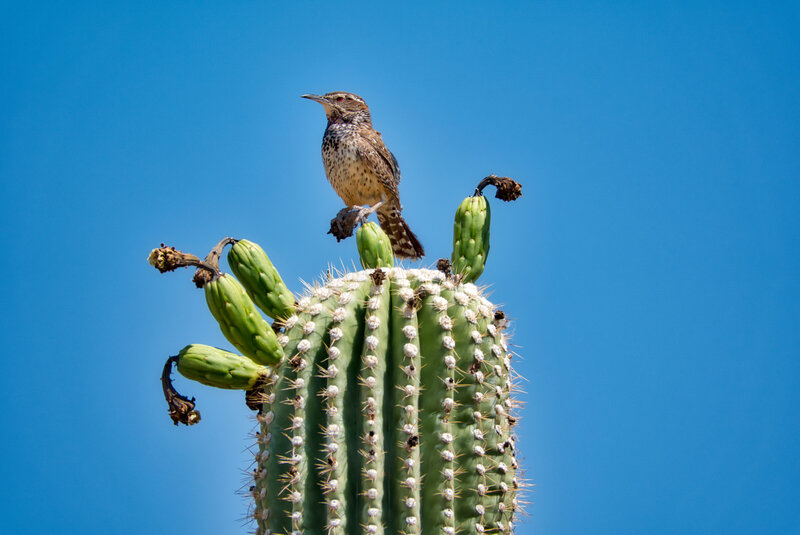 Cactus-Wren-on-Saguaro-with-fruit