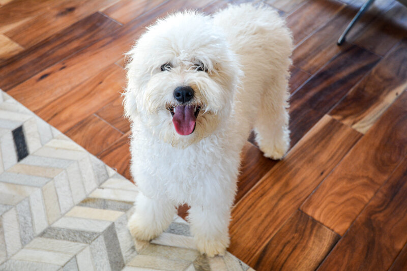 Available Mini and micro Sheepadoodle Puppies