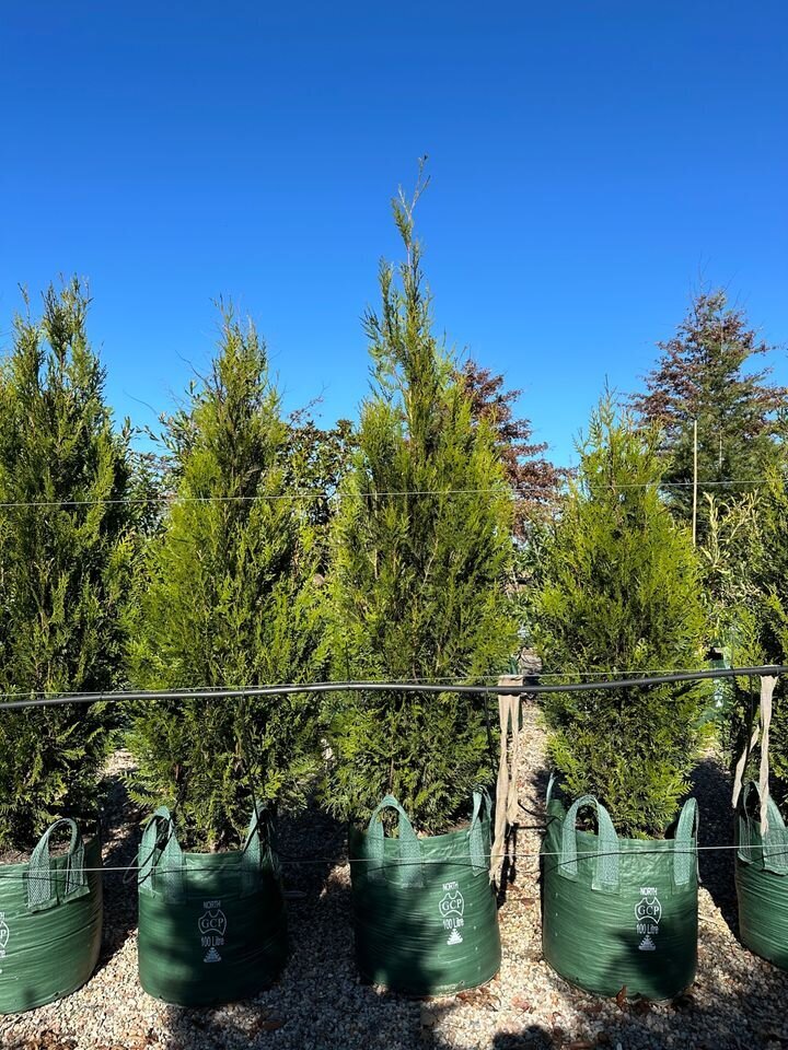 Conifers - Western Red Cedar - Upright - Thuja Plicata Fastigiata