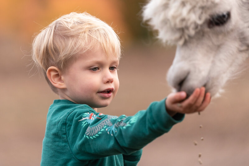 boy feeding alpaca