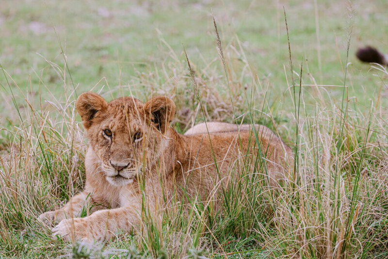 safariedited-142