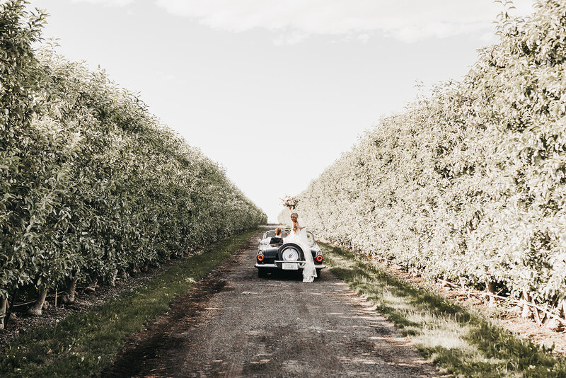 Photo of bride and groom in a classic car driving through the vineyards at Gooseridge Winery