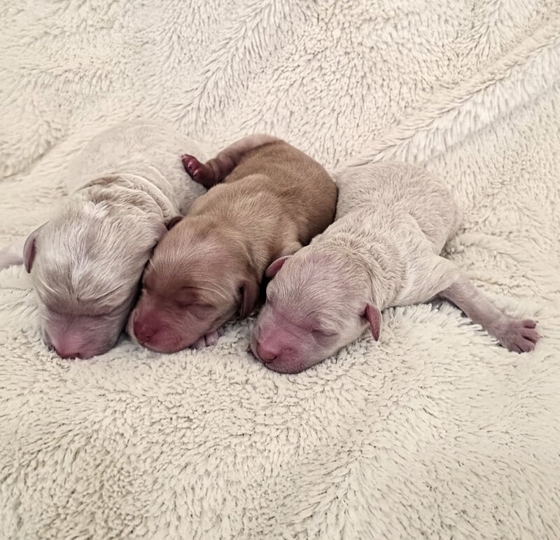 Goldendoodle puppies