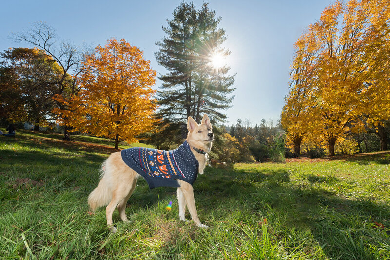 dog in sweater with sun behind