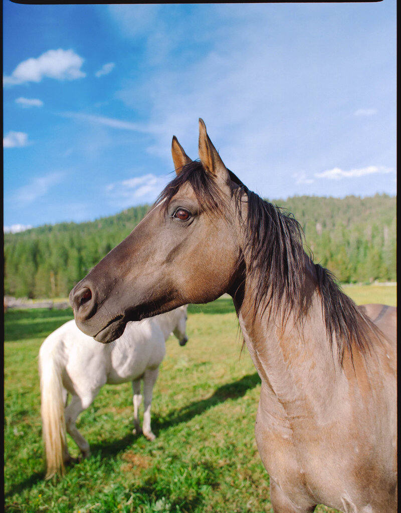 Jess-Buckley-Wedding-Photo-Idaho-Ranch-78