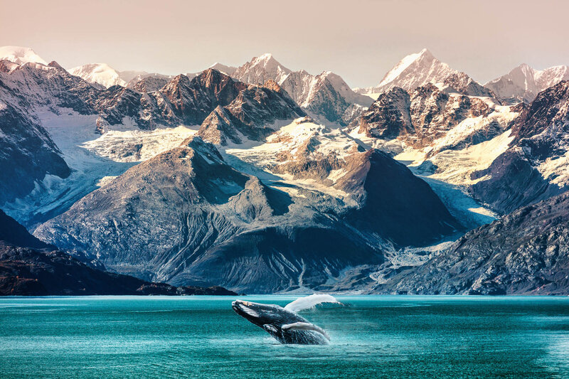 A whale breaches the surface of turquoise water with snow-capped mountains towering in the background under a clear sky.