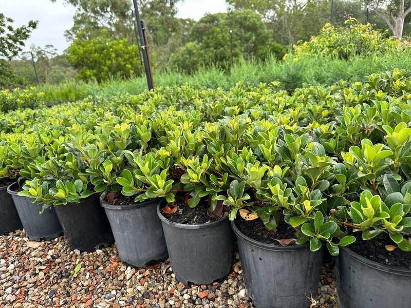 Rhapiolepsis Indica Oriental Pearl - Indian Hawthorn