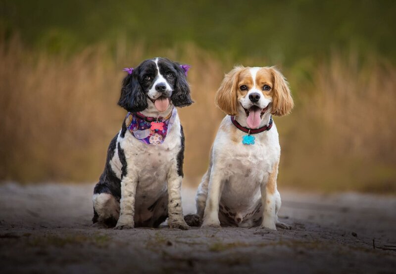 lilla-bordas-portraits-tampa-DOG-photographer1420_1
