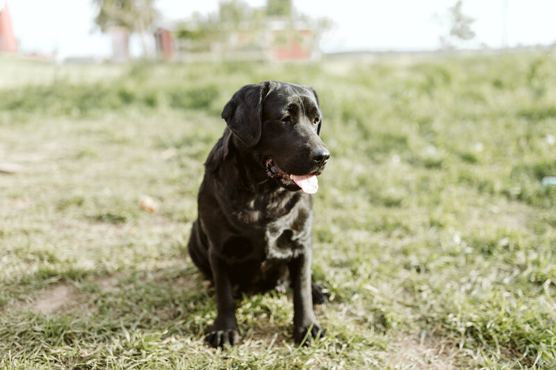 Casey | Black English Labrador | Hearthstone Labradors