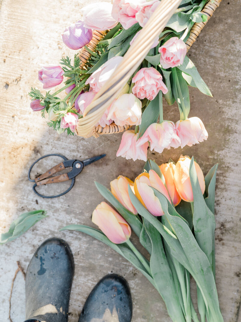 pink and orange tulips