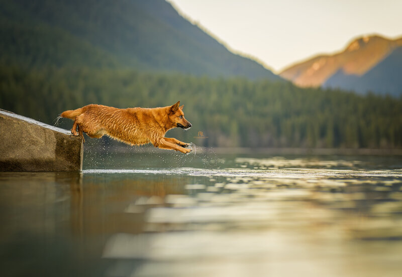 German Shepherd dock diving during an outdoor dog photoshoot session.