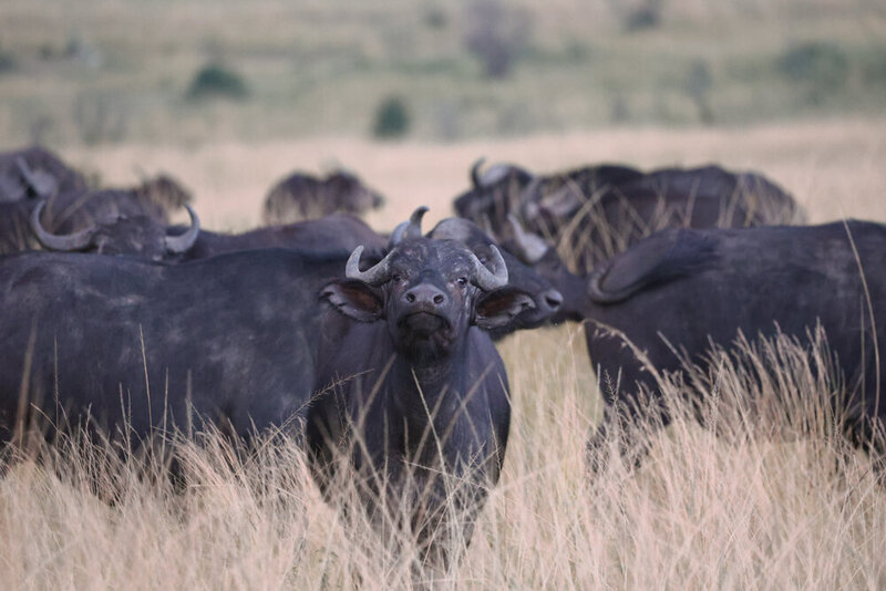 safariedited-006