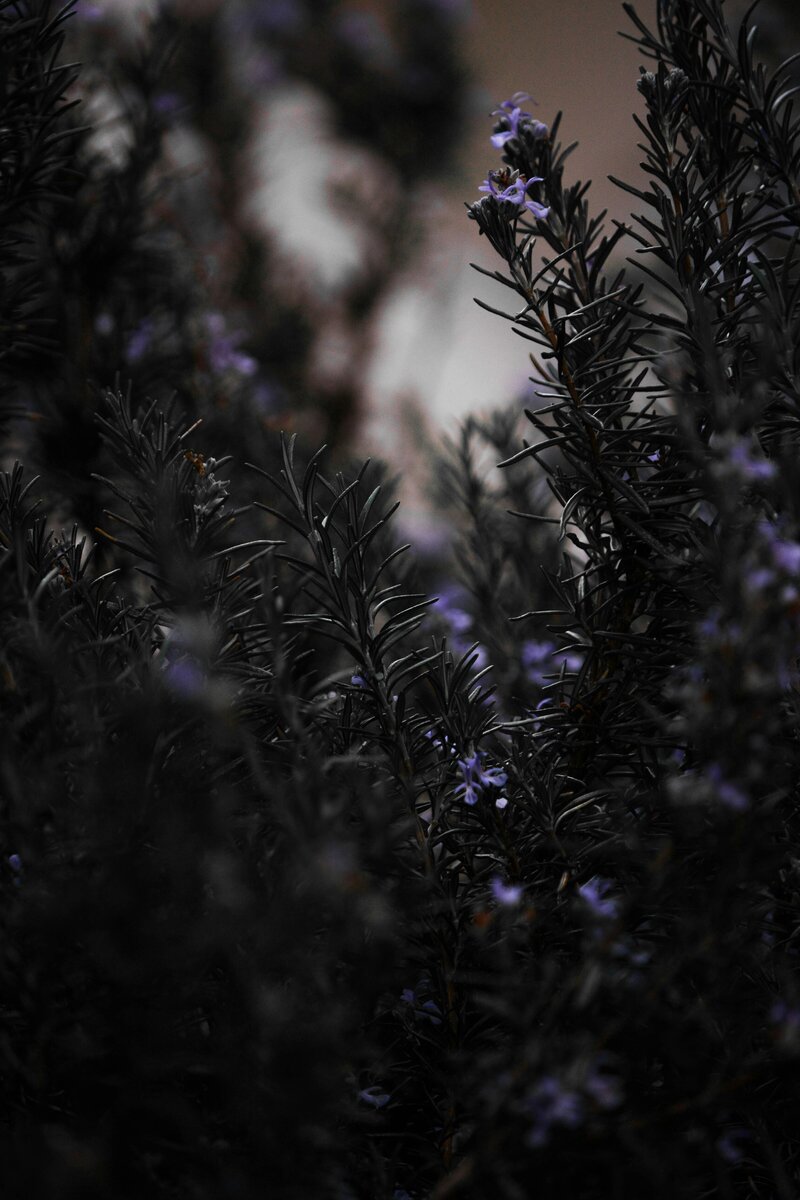 christina-deravedisian-_klBVePE5X4-unsplash