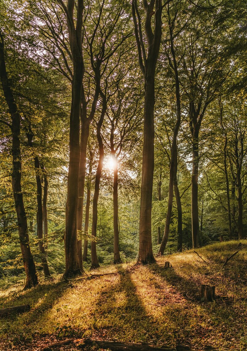 Sunlight Nature