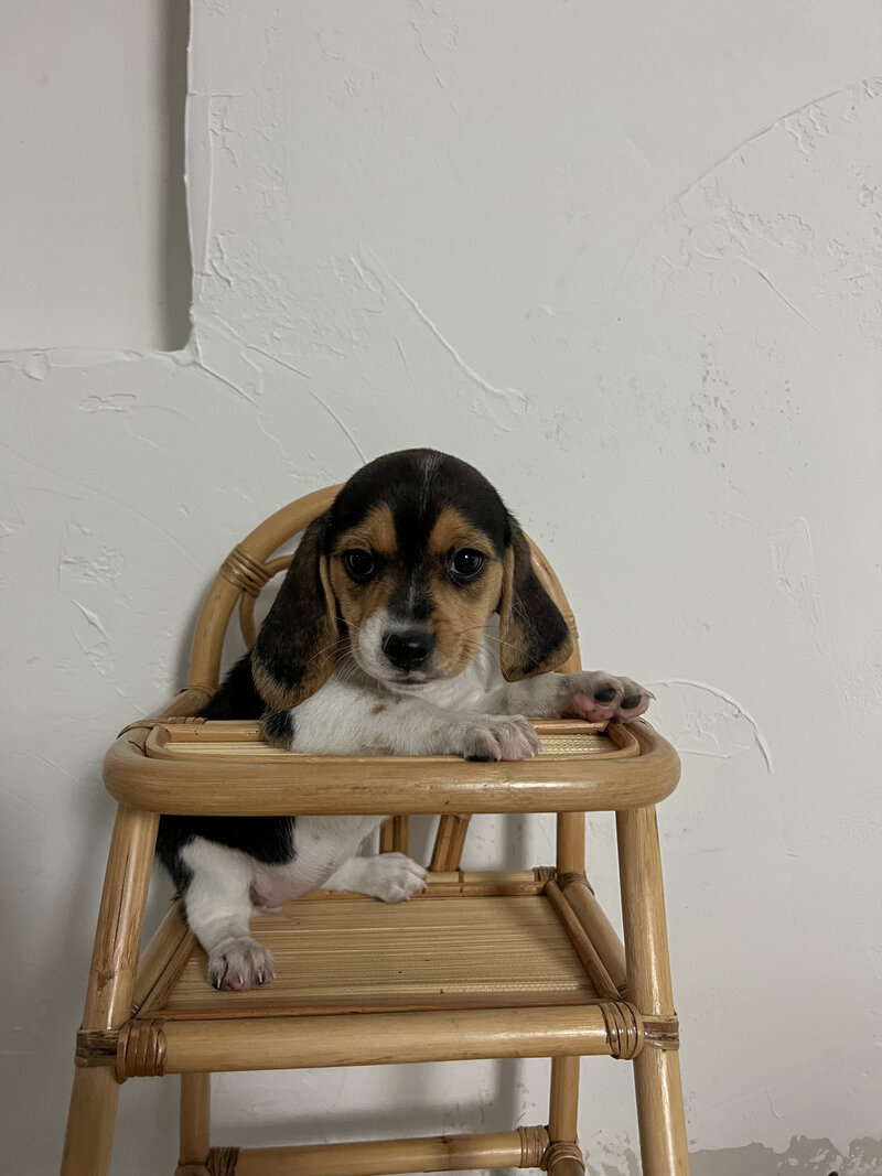 Pocket Beagle Puppies For Sale