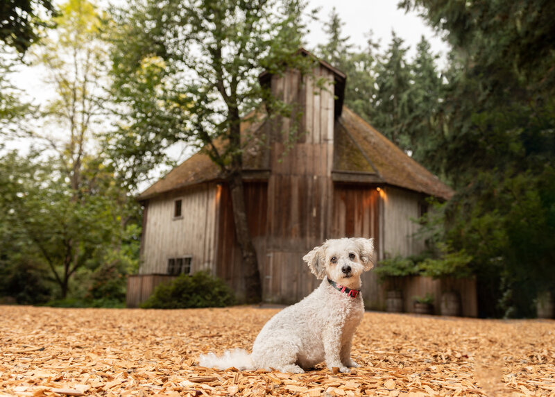 Dog in front of old building