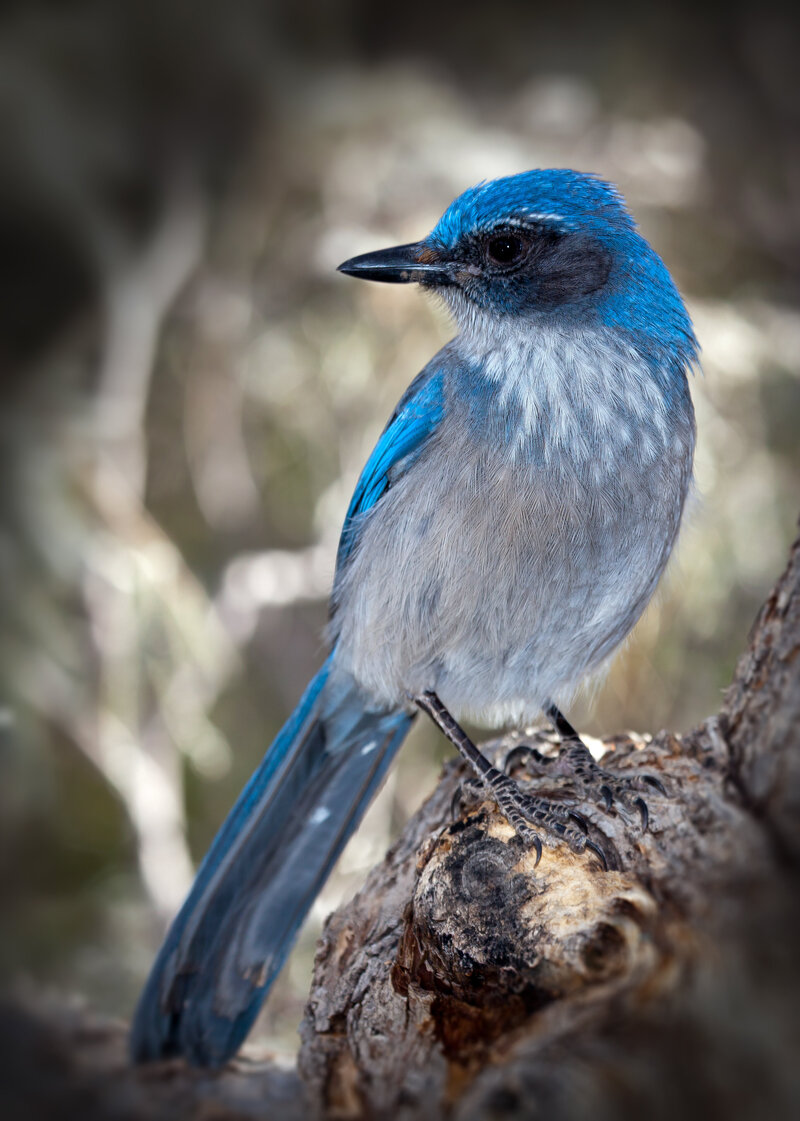 Western-Scrub-Jay-2