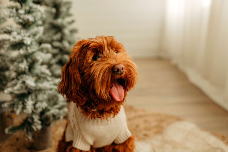 Australian-Labradoodles-Vancouver-AlbertaP2021_BLL_042