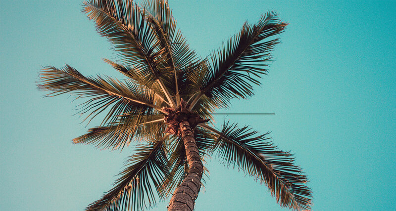 Tall looking up view at palm tree