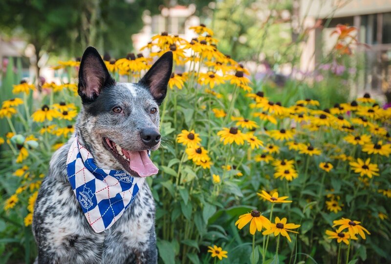 Portrait of a black dog on a yellow background